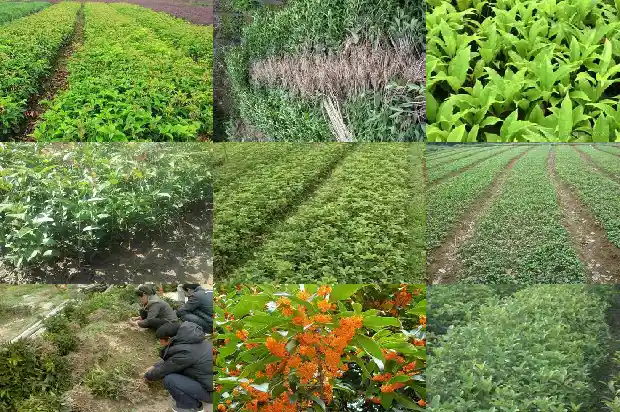 40年桂花树价格1685062315446
