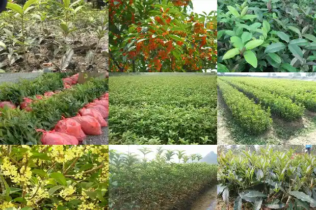 40年桂花树价格1685062315494