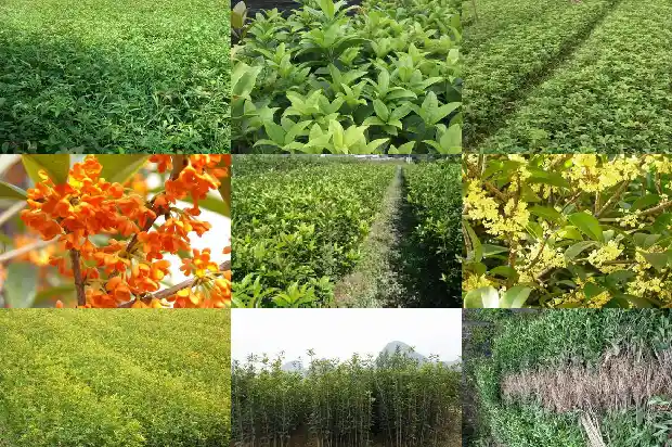40年桂花树最新价格1685062327418