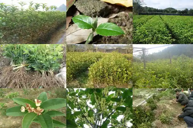 40年桂花树最新价格1685062327466