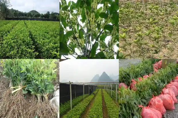40年桂花树最新价格1685062327514