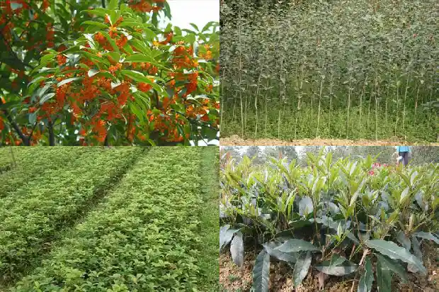 40年桂花树最新价格1685062327561