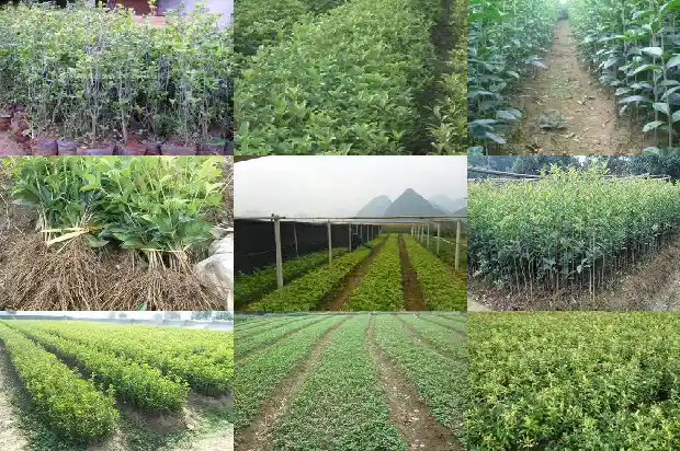 桂花树一年长多少棵叶子1685062336911