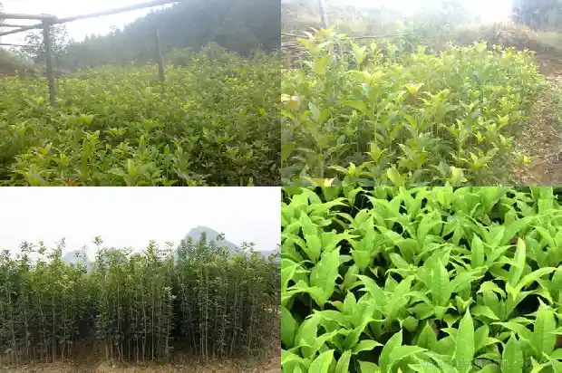 8月桂花树应该施什么肥1690418051531