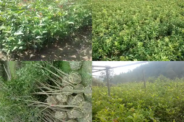 桂花树木质适合做什么植物1685062369857