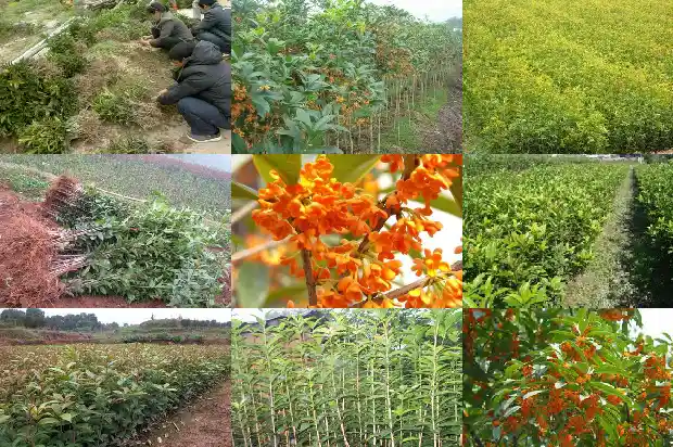 桂花树木质适合做什么植物1685062369905