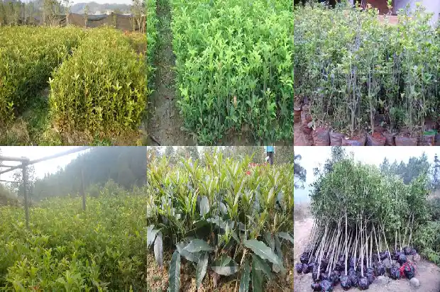 盆栽桂花花期施什么肥1690677482489