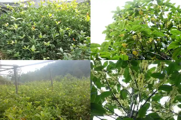 桂花树12公分需要多少年才能开花1685062389674