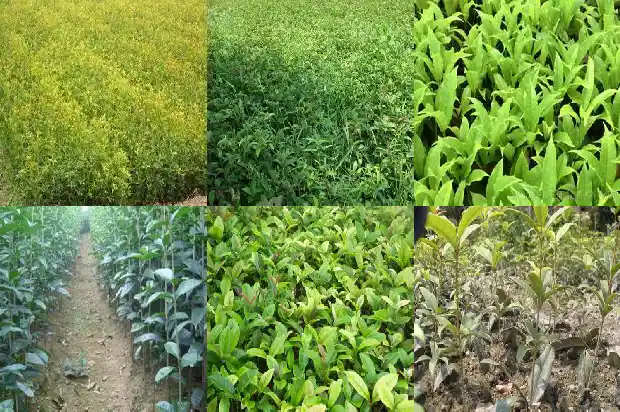 桂花树10公分苗木价格表1685062401484