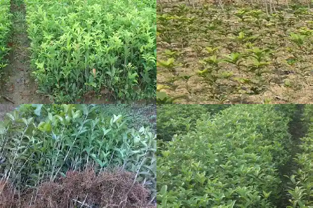 桂花树10公分苗木价格表1685062401578