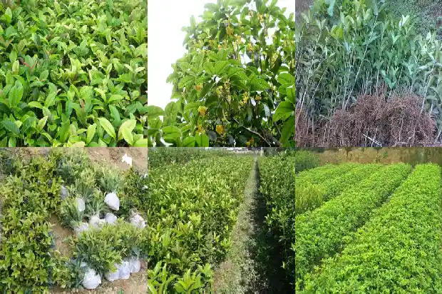 桂花树10公分评估价格1685062413502