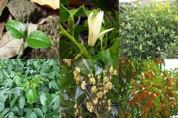 桂花树10公分评估价格1685062413549