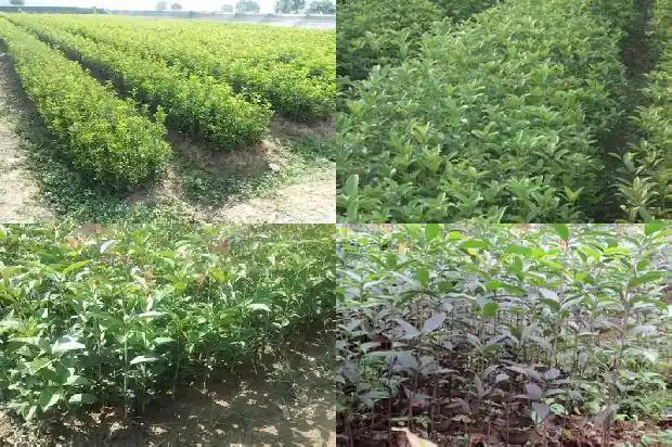 桂花树10公分评估价格1685062413597