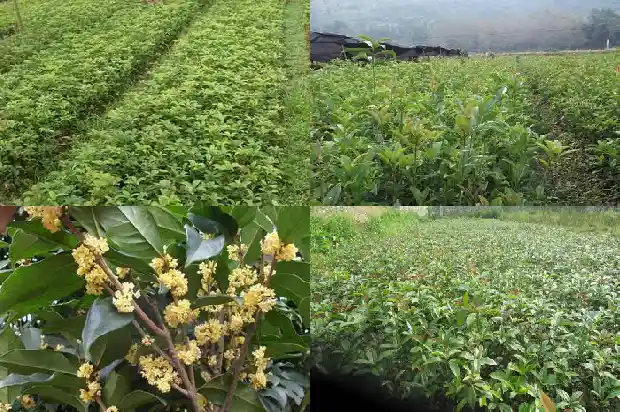 桂花树10公分评估价格1685062413645