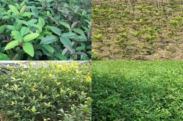 桂花树能在门前摘吗1685062421147