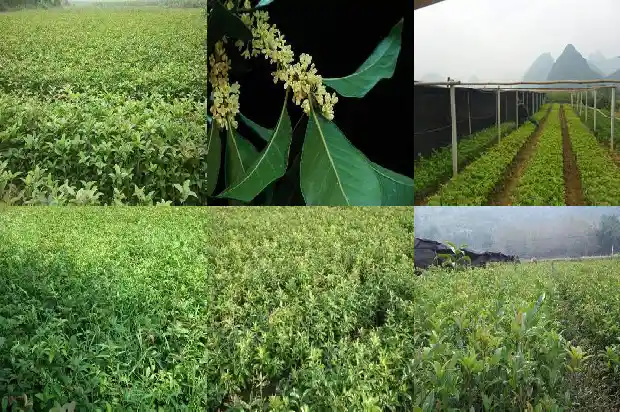 桂花树能在门前摘吗1685062421195