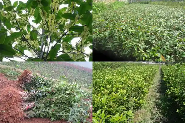 桂花摘了对树有影响吗1685062432962
