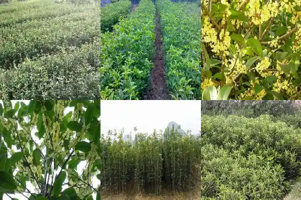 桂花桂花含糖吗1689467895477