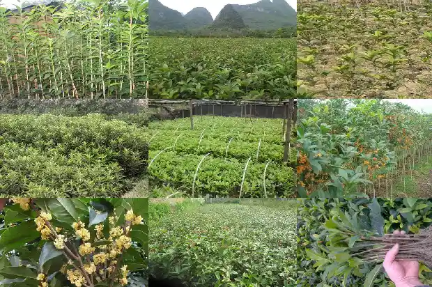 桂花树多少度开始发芽的1685062447570