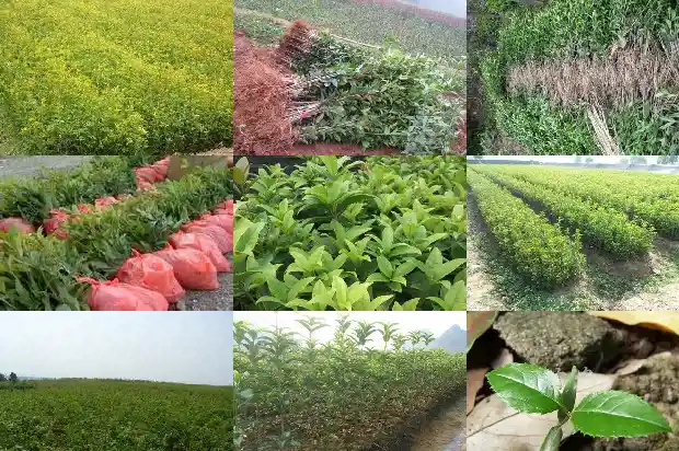 桂花树多少度开始发芽的1685062447618