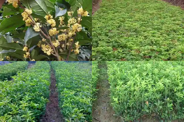 桂花树在多少温度下会生长?1685062459953