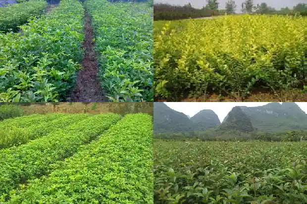 桂花树在多少温度下会生长?1685062460001
