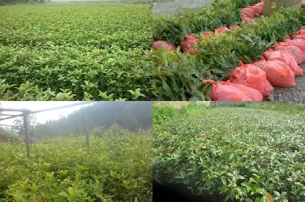 桂花树什么时候发新芽1685062469943