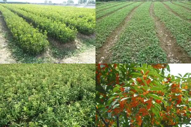 桂花树什么时候发新芽1685062470038