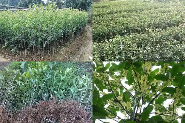 桂花树什么时候抽新芽1685062479810