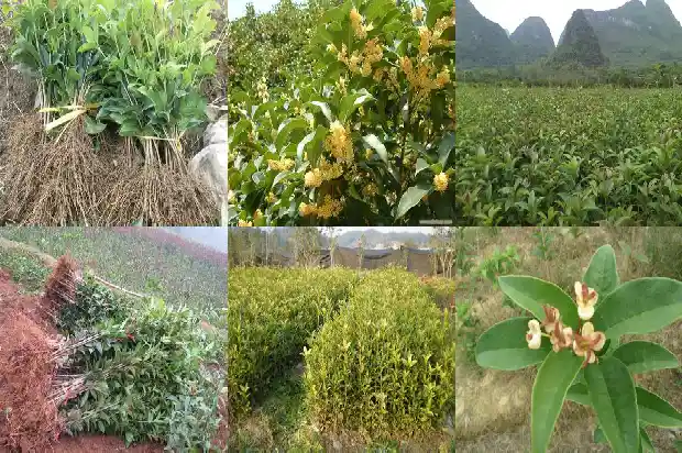 桂花树什么时候抽新芽1685062479858