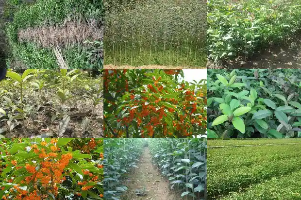 桂花树七八月份发的芽1685062487439