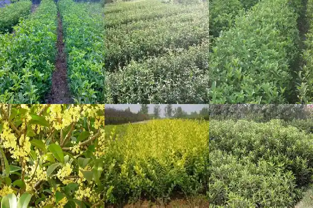 桂花树七八月份发的芽1685062487487