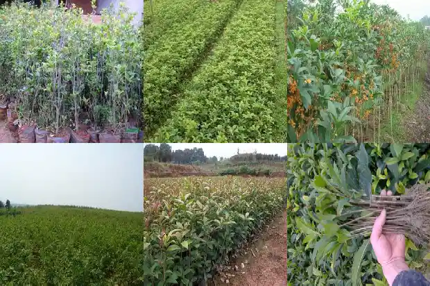 桂花树过冬后什么时候长新芽1685062499402
