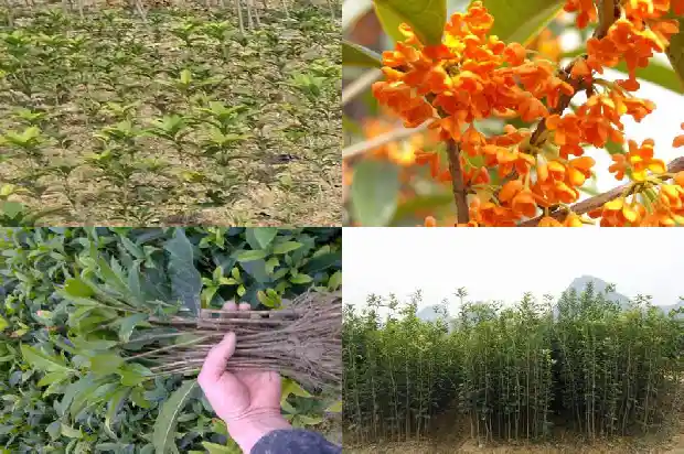桂花树过冬后什么时候长新芽1685062499450