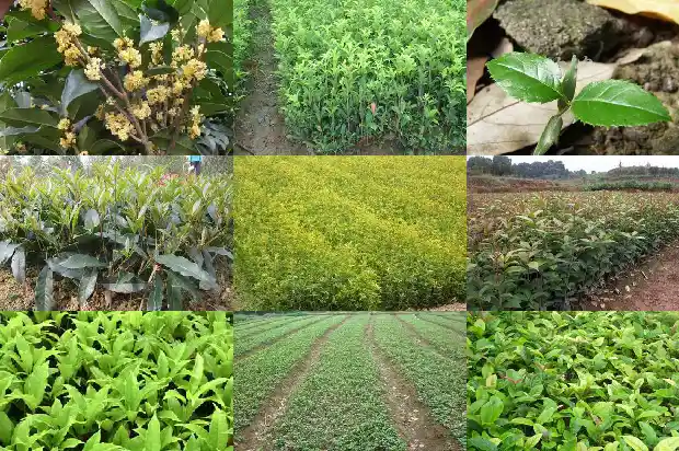 桂花树过冬后什么时候长新芽1685062499546
