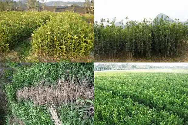 桂花什么时候长花芽儿1685062507279