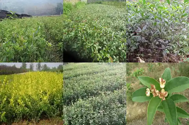 桂花什么时候花芽分化1685062516926