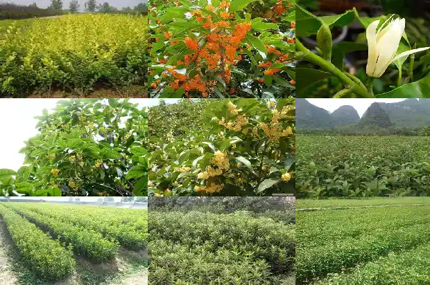 桂花什么时候花芽分化1685062516974