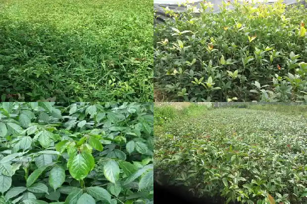 桂花在什么季节发芽1685062524554