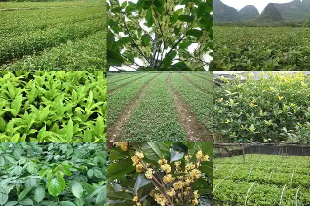 桂花树的高度是多少米以上1685062536316