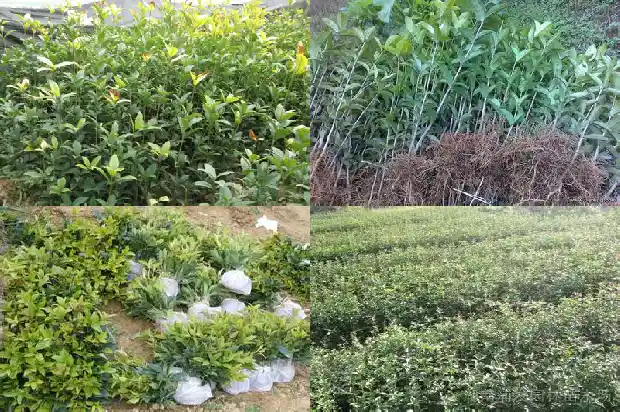 桂花树的高度是多少米以上1685062536364