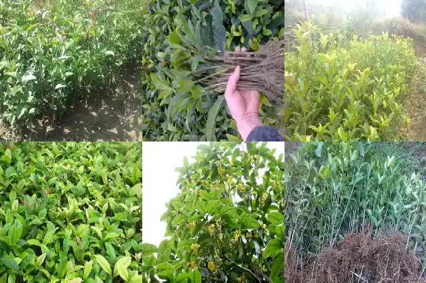 桂花树的高度是多少米以上1685062536412