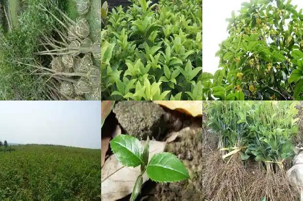 桂花树的高度是多少米以上1685062536458
