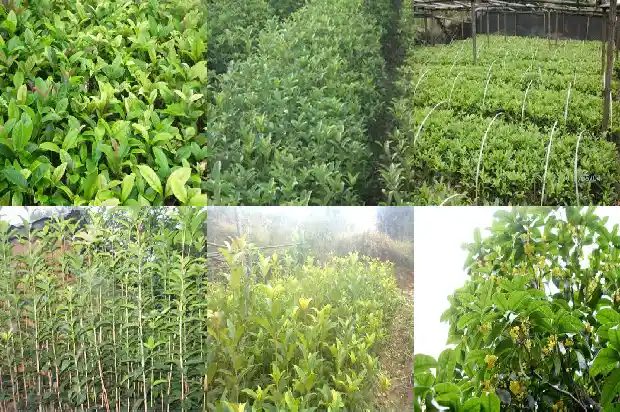 桂花树的高度是多少千米以上1685062558681