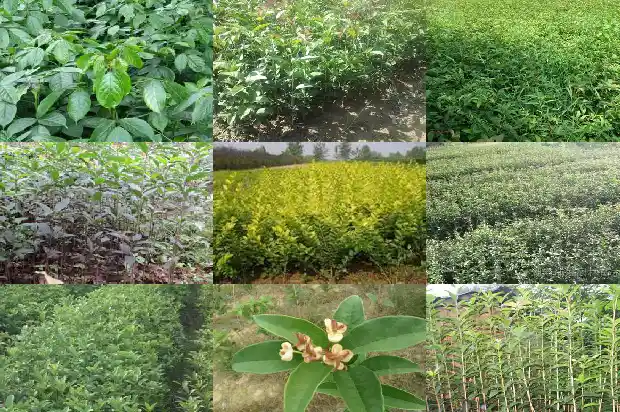 桂花树的高度是多少千米高1685062568211