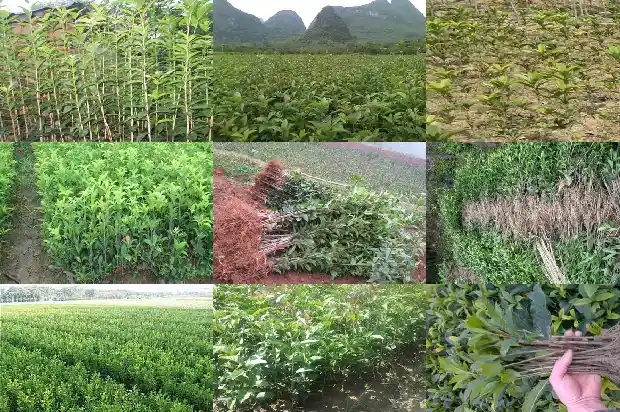 桂花树的高度是多少千米高1685062568259