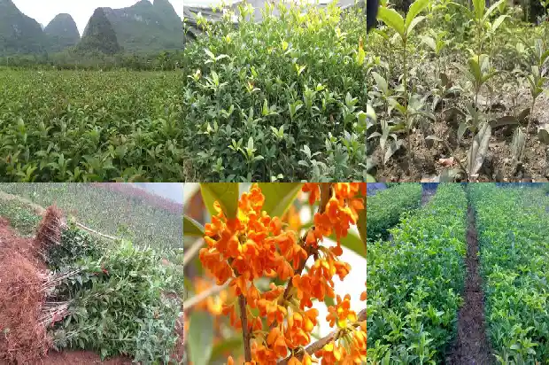 桂花树的高度是多少千米高1685062568305
