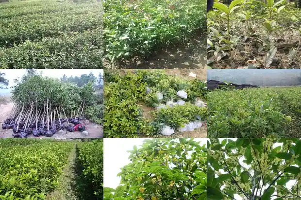 桂花树的树干粗细1685062602513