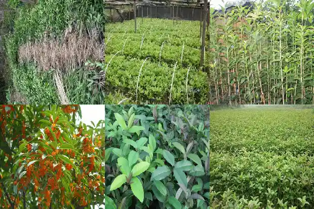 桂花树的树干粗细1685062602561