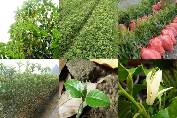 桂花树的树干粗细1685062602609